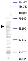 PAB10069 - PLK1