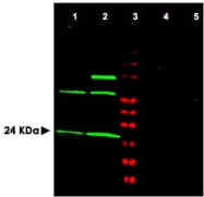 PAB10076 - MAD2L1