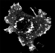 PAB10087 - ASAP1 / DDEF1
