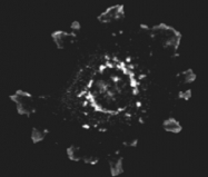 PAB10088 - ASAP1 / DDEF1