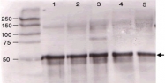 PAB10092 - Angiopoietin-3
