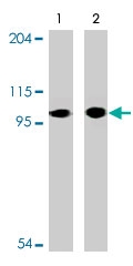 PAB10099 - Kelch-like 1 protein