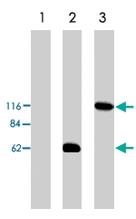 PAB10113 - ARHGEF2