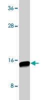 PAB10138 - Neurturin