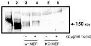 PAB10175 - EIF2AK3
