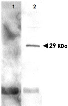 PAB10179 - PCNA