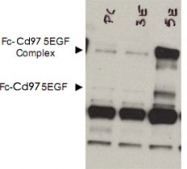 PAB10186 - CD97