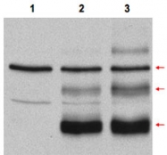 PAB10189 - MYB