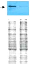 PAB10190 - Collagen type I