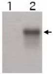 PAB10197 - Cyclin E2