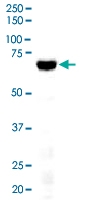 PAB10200 - Delta-like protein 4 / DLL4