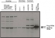 PAB10203 - EIF3E / EIF3S6