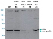 PAB10203 - EIF3E / EIF3S6