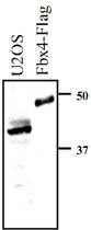 PAB10205 - FBXO4