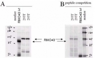 PAB10206 - FBXO43