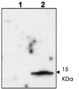 PAB10208 - FIV p15 gag