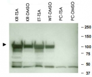 PAB10218 - HSP90AA1 / HSP90 alpha