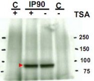 PAB10219 - HSP90AA1 / HSP90 alpha