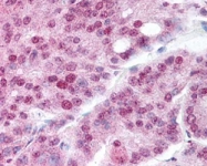 PAB10219 - HSP90AA1 / HSP90 alpha