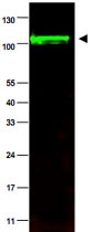 PAB10243 - PPP1R13L