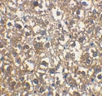 PAB10252 - IRAK3
