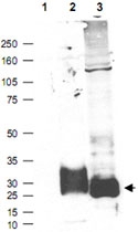 PAB10261 - MFAP5
