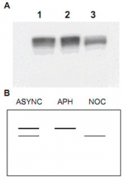 PAB10264 - MCM2