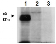 PAB10266 - MLF1IP