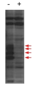 PAB10268 - MLF1IP