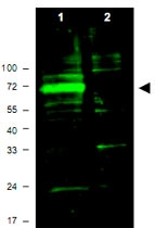 PAB10271 - HIF3A / HIF3 alpha