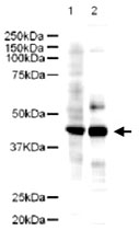 PAB10273 - LDB2