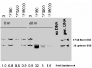 PAB10277 - MRE11