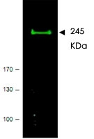 PAB10278 - mTOR / FRAP1