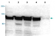 PAB10281 - Myosin-Ig