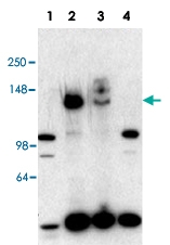 PAB10282 - NCOA3