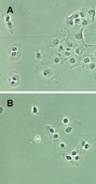 PAB10290 - RELA / NF-kB p65