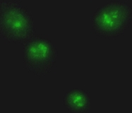 PAB10290 - RELA / NF-kB p65