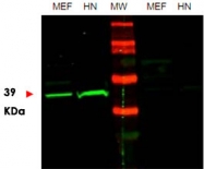 PAB10296 - OCT3/4