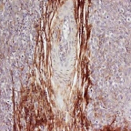 PAB10297 - Osteopontin / SPP1
