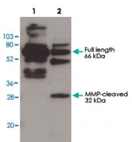 PAB10297 - Osteopontin / SPP1