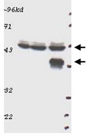 PAB10301 - MAPK3 / ERK1