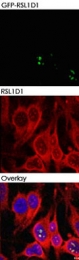 PAB10306 - RSL1D1