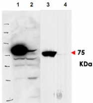 PAB10306 - RSL1D1