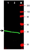 PAB10307 - PCNA
