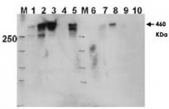 PAB10324 - DNA-PKcs / PRKDC / XRCC7