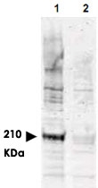 PAB10325 - CDC16 / APC6