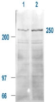 PAB10335 - mTOR / FRAP1