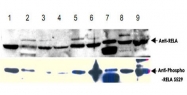 PAB10337 - RELA / NF-kB p65