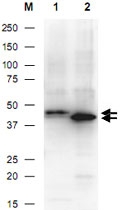 PAB10339 - 6xHistidine Epitope Tag
