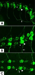 PAB10341 - GFP